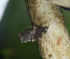 Neomusotima fuscolinealis