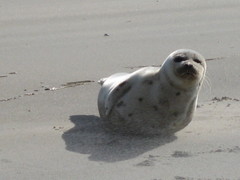 Pagophilus groenlandicus