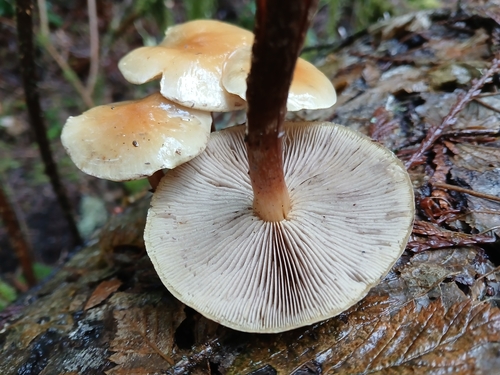 Hypholoma capnoides — (c) Chris Fluit, some rights reserved (CC BY)