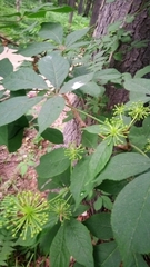 Eleutherococcus senticosus