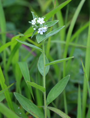 Lithospermum erythrorhizon