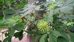 Eleutherococcus senticosus