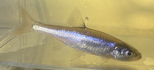 Redfin Shiner