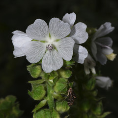 Sidalcea candida