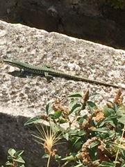 Podarcis muralis