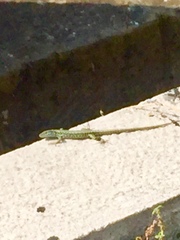 Podarcis muralis