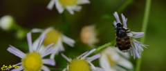 Lasiotrichius succinctus