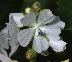 Sidalcea candida