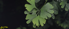 Ginkgo biloba