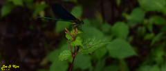 Calopteryx japonica