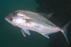 Seriola hippos