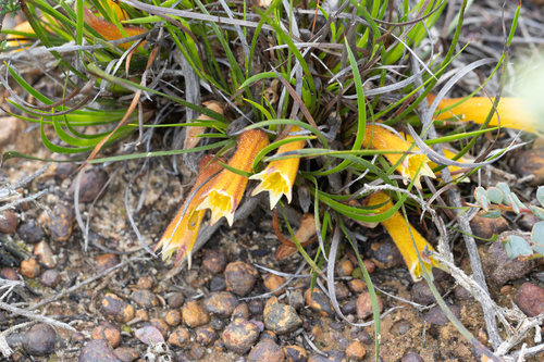 Conostylis bealiana (Conostylis bealiana)