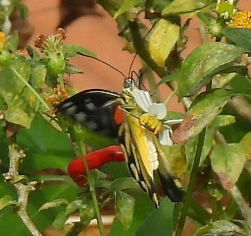 Red-spot Jezebel