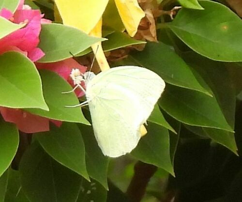 Catopsilia pomona pomona
