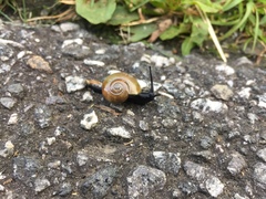 Zonitidae