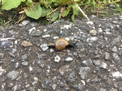 Zonitidae
