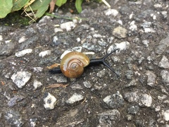 Zonitidae