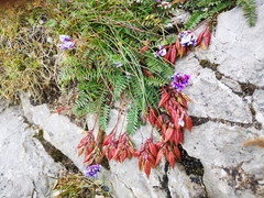 Oxytropis carpatica