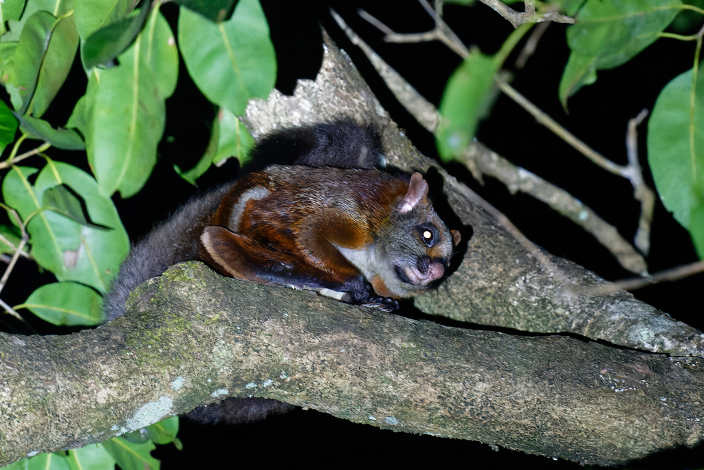 Common Giant Flying Squirrel