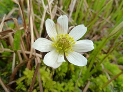 Ranunculus pallasii