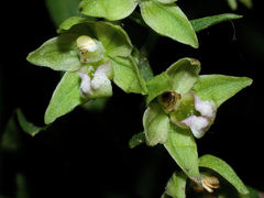 Epipactis exilis