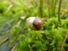 Ranunculus pallasii