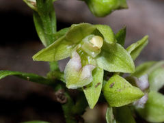Epipactis exilis