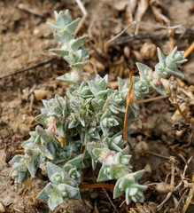 Atriplex parishii