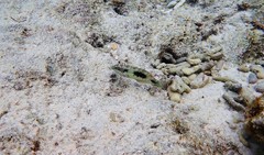 Halichoeres margaritaceus