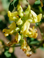 Astragalus oocarpus