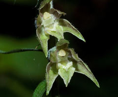 Epipactis microphylla