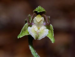Epipactis microphylla