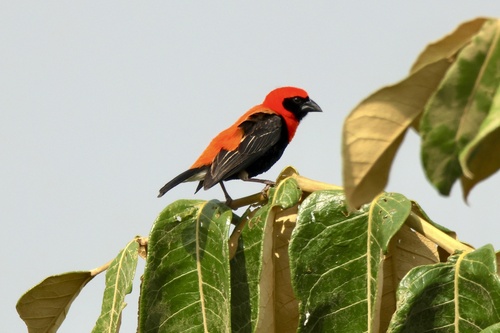 Black-winged Bishop