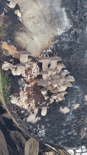 Pleurotus ostreatus
