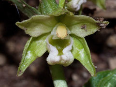 Epipactis exilis