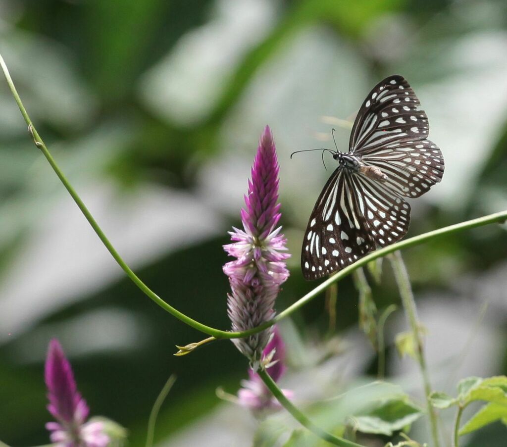 Dark Glassy Tiger (Parantica agleoides) · iNaturalist