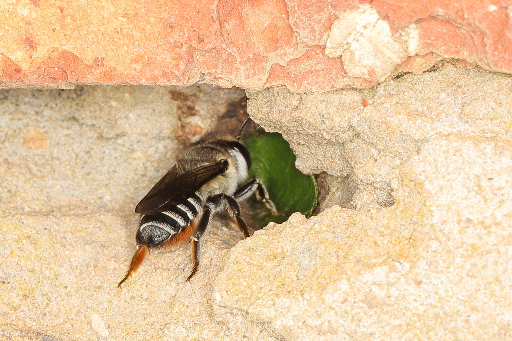Megachile malangensis