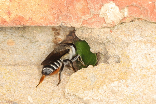 Megachile ovatomaculata