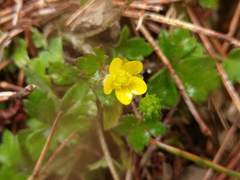 Ranunculus taisanensis