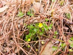 Ranunculus taisanensis