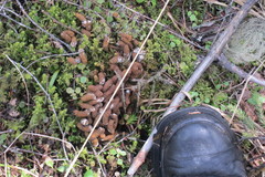 Capreolus