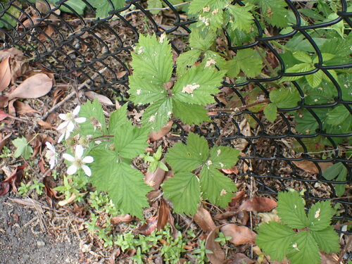 Rubus laciniatus iNat (1)