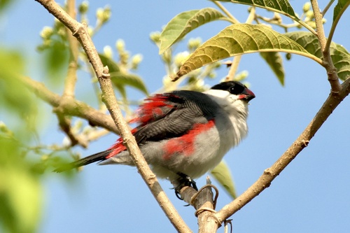 Black-crowned Waxbill
