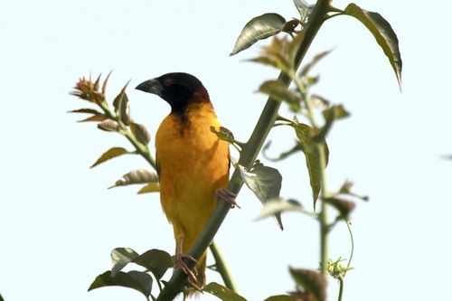 Village Weaver