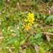 Solidago virgaurea leiocarpa - Photo (c) 林棋欽, some rights reserved (CC BY-NC), uploaded by 林棋欽