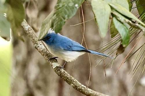 African Blue Flycatcher