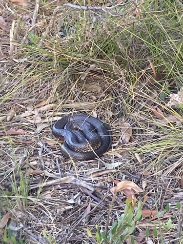 Tiger Snake sighting