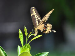 Heraclides cresphontes