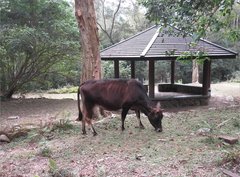 Bos