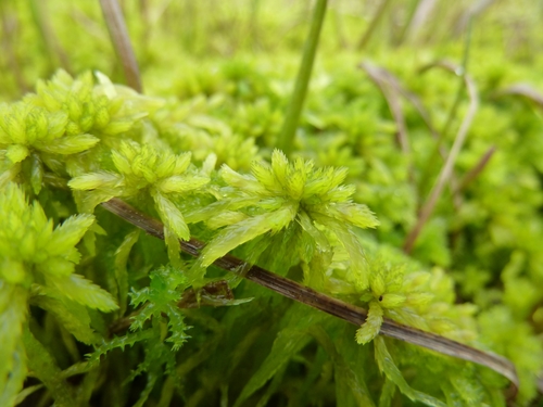 Sphagnum obtusum